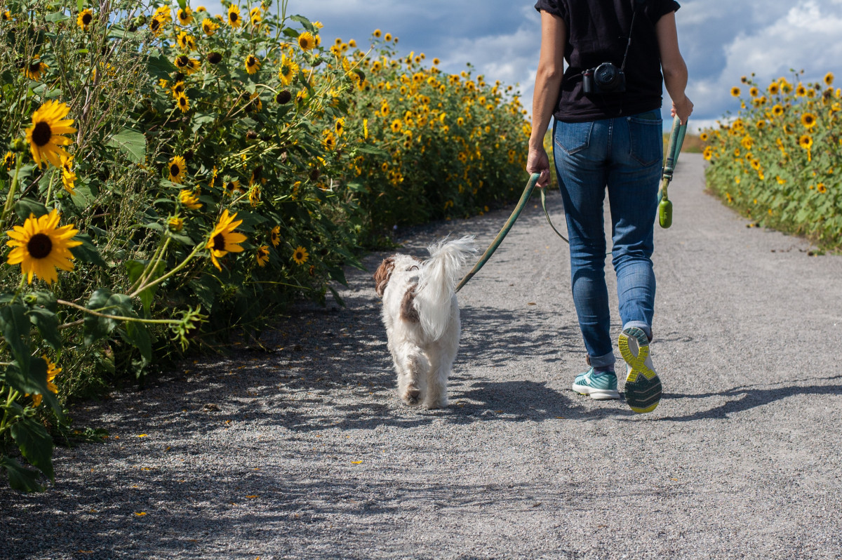 Dog Walking Job For Students